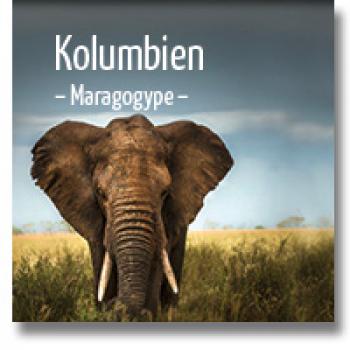 delMocca Kaffeerösterei KOLUMBIEN Maragogype - Elefantenbohnen