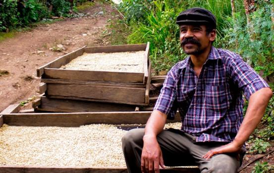 Wildkaffee Nicaragua Planta de Montana